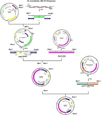 Genetic Modification of Mucor circinelloides for Canthaxanthin Production by Heterologous Expression of β-carotene Ketolase Gene